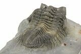 Multi-Toned Coltraneia Trilobite Fossil - Top Quality Specimen #254767-5